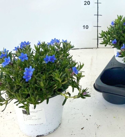 Lithodora P 14 