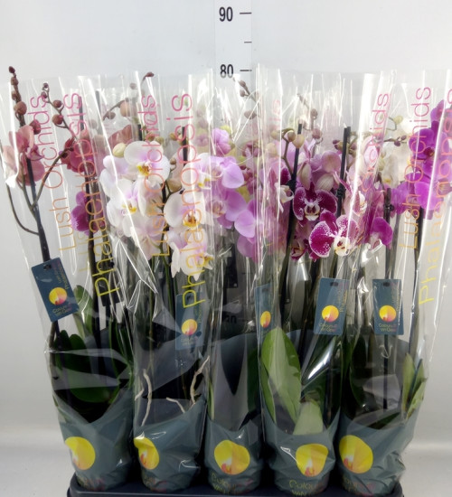 Phalaenopsis 2-výhon P 12
