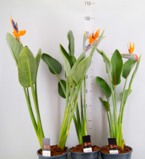 Strelitzia P 19